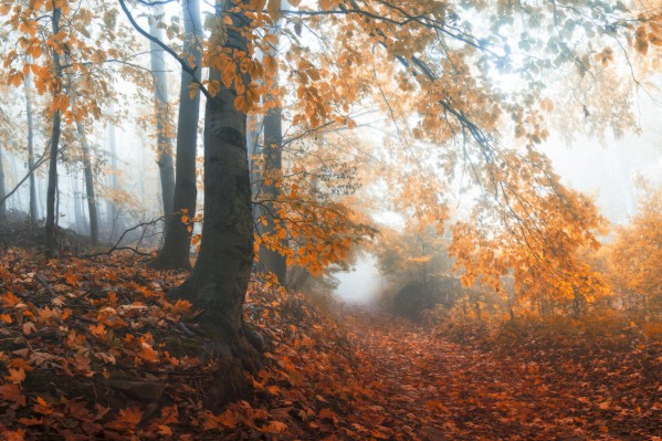 Sound of fall by Janek Sedlar
